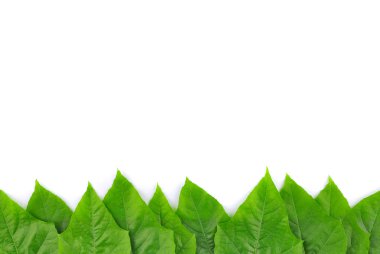 izole yaprak yeşil arka plan