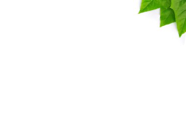 izole yaprak yeşil arka plan