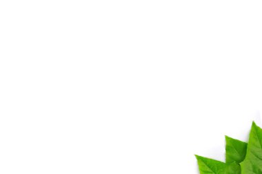 izole yaprak yeşil arka plan