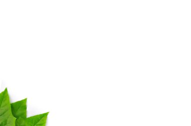 izole yaprak yeşil arka plan