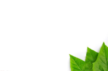 izole yaprak yeşil arka plan