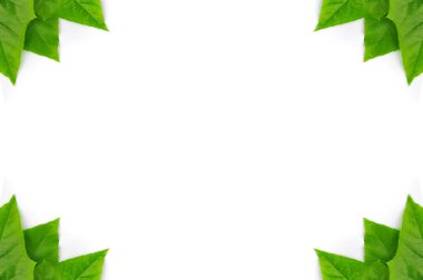 izole yaprak yeşil arka plan