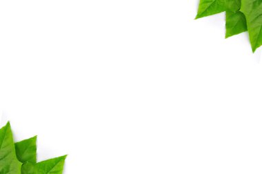 izole yaprak yeşil arka plan