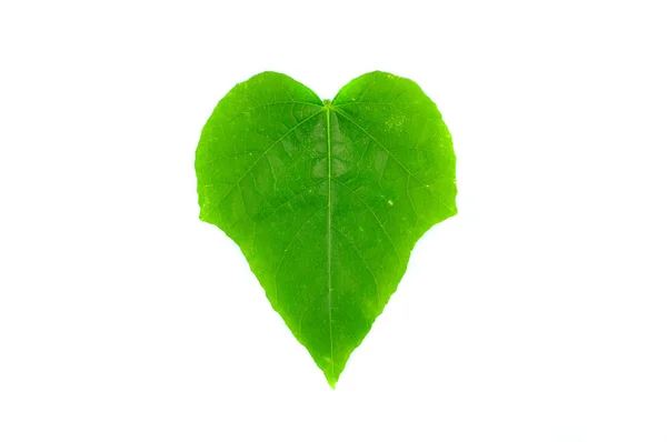 Green Leaf Isolated Background — Stock Photo, Image