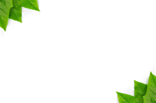 Zelený List Samostatný Pozadí — Stock fotografie