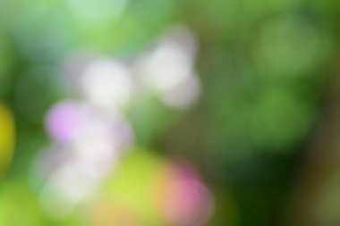 Doğal yeşil arkaplan bulanık