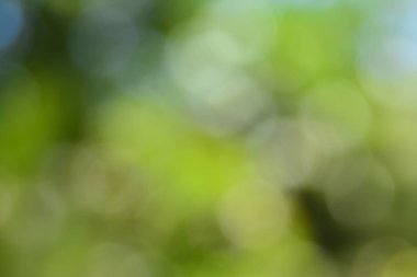 Doğal yeşil arkaplan bulanık