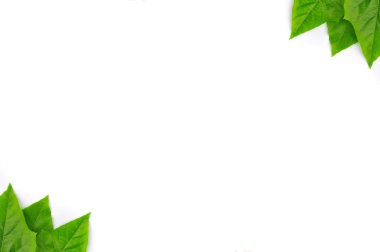 izole yaprak yeşil arka plan