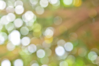 Doğal yeşil arkaplan bulanık