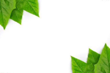 izole yaprak yeşil arka plan