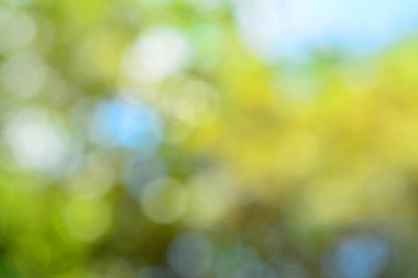 Doğal yeşil arkaplan bulanık