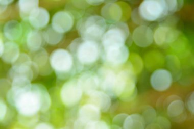 Doğal yeşil arkaplan bulanık