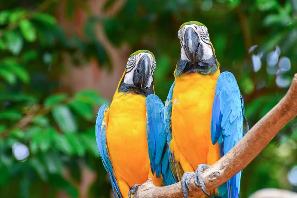 Blue Yellow Parrots — Stock Photo, Image