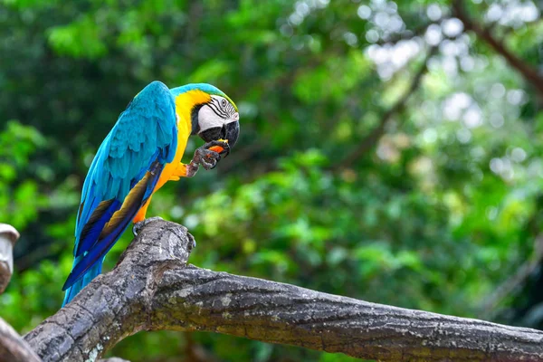 Niebieski Żółty Papugi — Zdjęcie stockowe