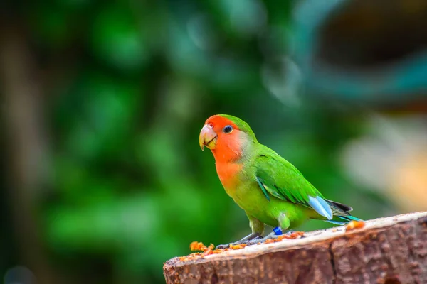 beautiful colorful parrot close up image