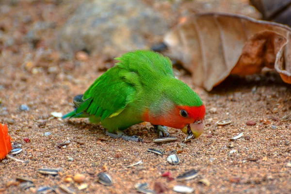Krásný Barevný Papoušek Zavřít Obraz — Stock fotografie