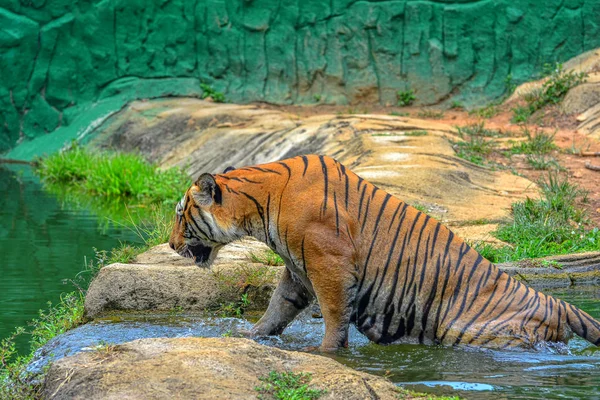 Tigre Nageant Dans Eau — Photo