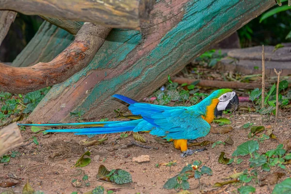 Loro Azul Amarillo — Foto de Stock