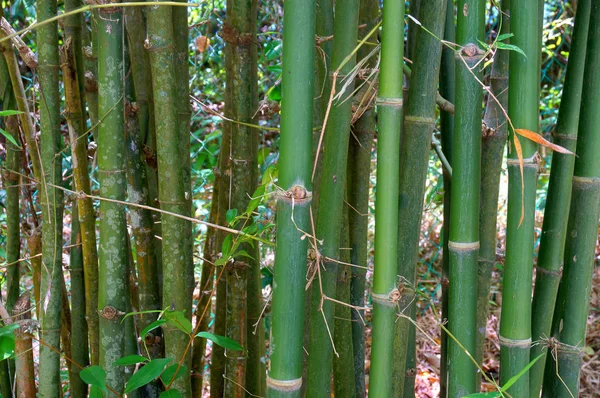 Verde Bambu Fundo Close — Fotografia de Stock