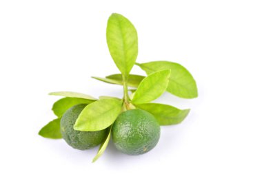 Beyaz arka planda calamansi