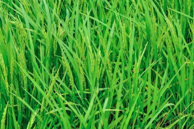 Pirinç tarlaları (paddy güzel manzara)