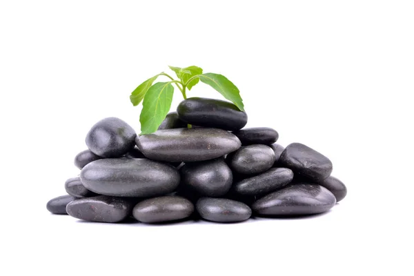 Piedras Zen Planta Sobre Fondo Blanco —  Fotos de Stock