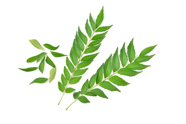 Curry Leaf Isolated White Background — Stock Photo, Image