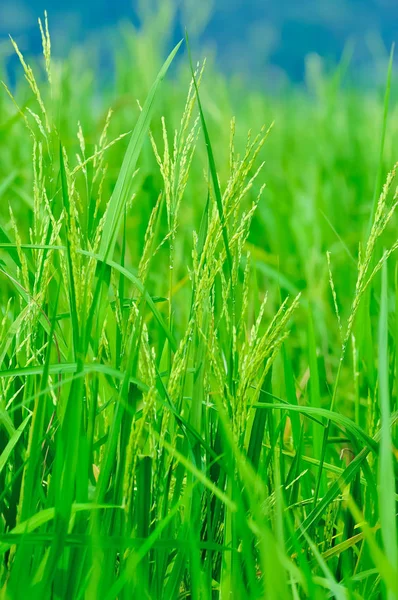 Élevage Riz Dans Une Rizière Close — Photo