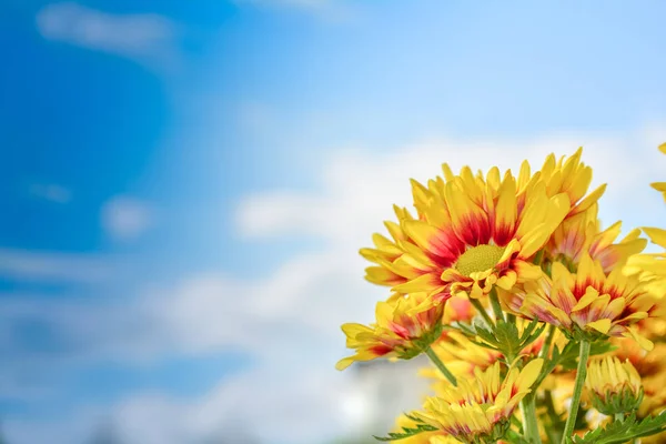 青い空に菊の美しい花 — ストック写真