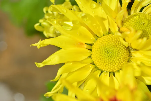菊の花クローズ アップ美しい — ストック写真