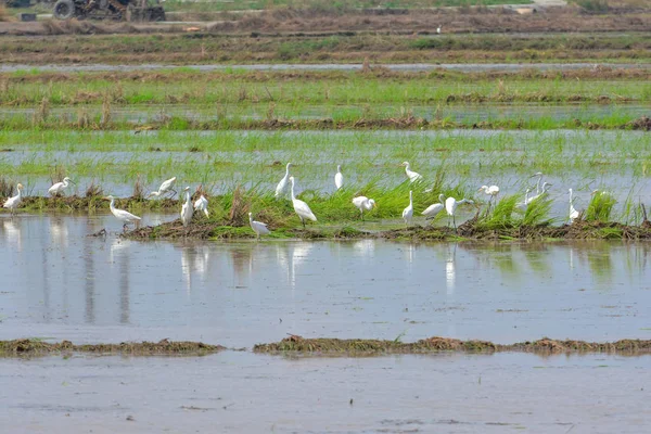 Egret Paddy Field — Stock Photo, Image