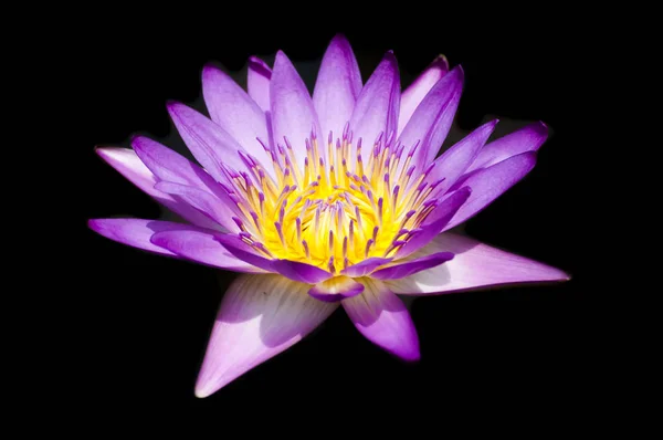 Perfektní Květ Waterlily Izolované Černém Pozadí — Stock fotografie