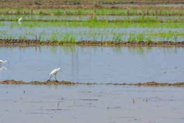 paddy alanındaki ak balıkçıl
