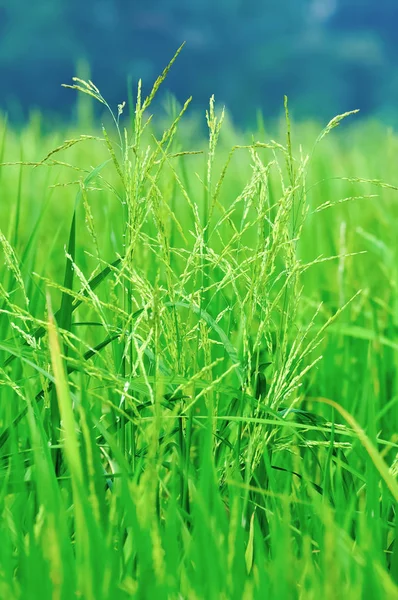 Ripening Rice Paddy Field Close — Stock Photo, Image