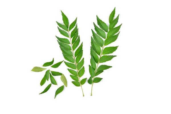 Curry Leaf Isolated White Background — Stock Photo, Image