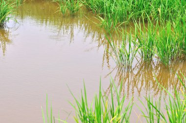 Pirinç tarlaları (paddy güzel manzara)