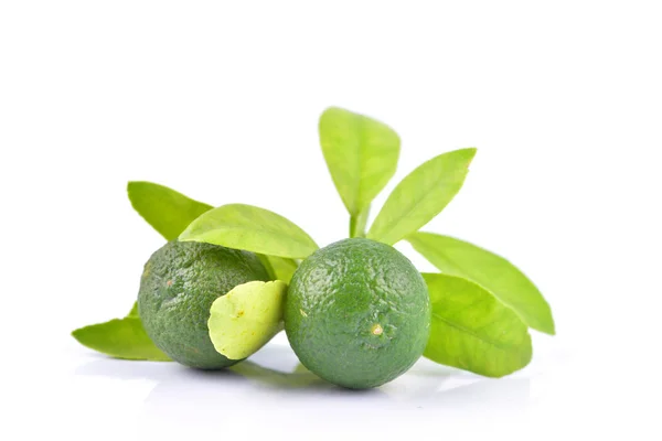 Limes Leaves White Background — Stock Photo, Image