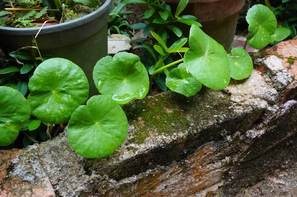 Gotu Kola Yaprakları Üzerinde Damla Yakın Asyalı Pennywort — Stok fotoğraf