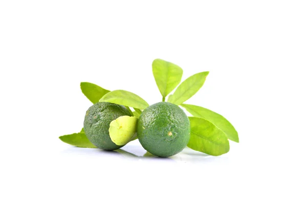 Limes Leaves White Background — Stock Photo, Image