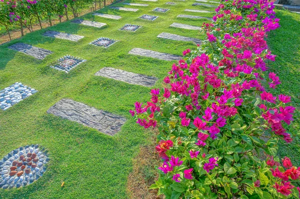 Colorida buganvilla rosa en el camino a pie en el jardín —  Fotos de Stock