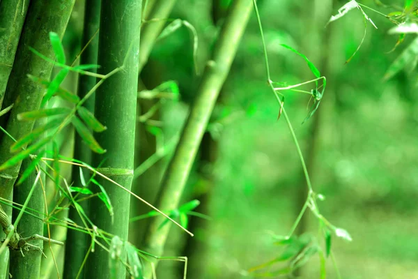 Bambu Verde Floresta Fundo — Fotografia de Stock
