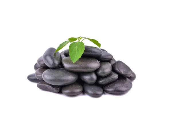 Zen Stenen Plant Witte Achtergrond — Stockfoto