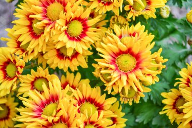 güzel çiçeklerin Kasımpatı