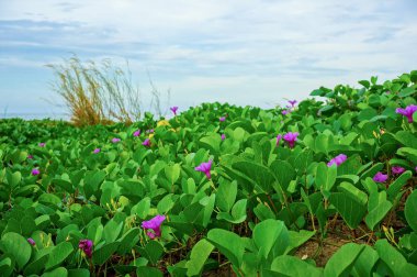 Sahilde mor kır çiçekleri
