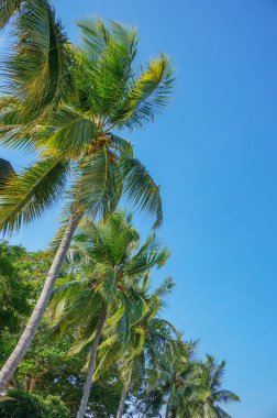 Hindistan cevizi hurma ağaçları perspektif görünüm