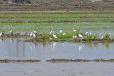 arka planda suda egret kuşlar .