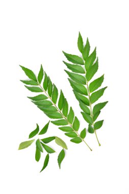 beyaz arkaplanda yeşil yapraklar izole