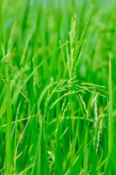 Élevage Riz Dans Une Rizière Close — Photo