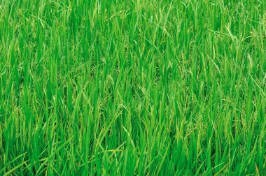 Pirinç tarlaları (paddy güzel manzara)