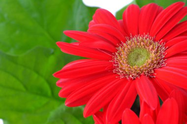 Taze Gerber Papatya Çiçek